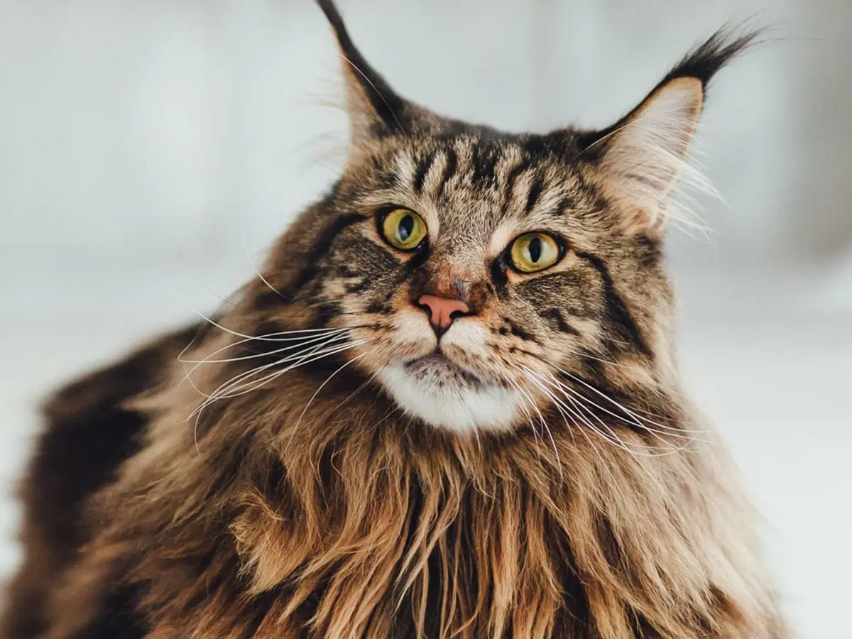 maine coon cat